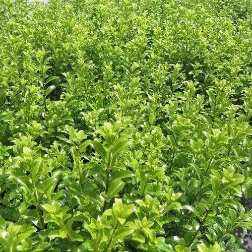 Pittosporum Mountain Green - Pb5/Pb6.5