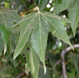 Platanus racemosa, Western Sycamore - Pb28