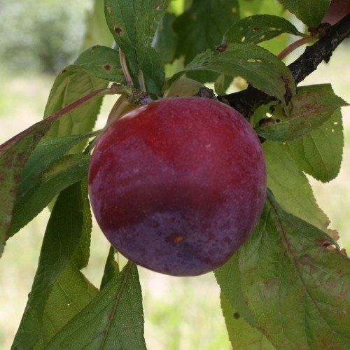 Plum Purple King - Pb18