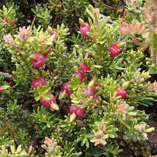 Podocarpus lawrencei, Mountain Plum Pine - Pb6.5