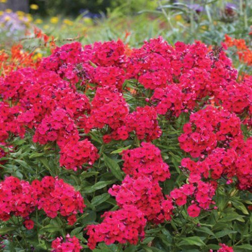 Phlox Starfire - Pb6.5