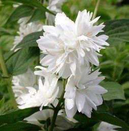 Philadelphus x Snowflake - Pb6.5