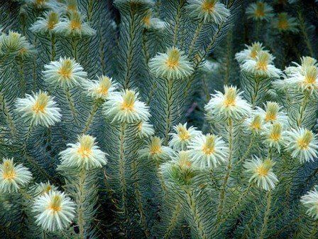 Phylica plumosa - Pb6.5 (30/40)