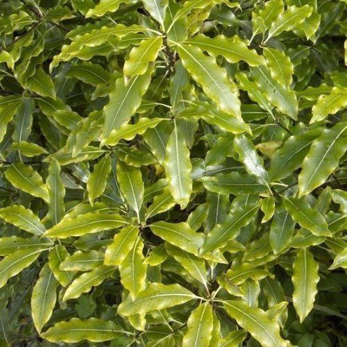 Pittosporum eugenioides, Lemonwood - Pb3 (50/70)