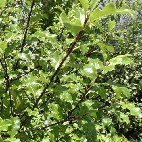 Pittosporum Tasman Ruffles - Pb6.5 (60/140)