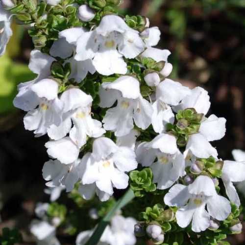 Prostanthera cuneata, Alpine Mint Bush - Pb6.5