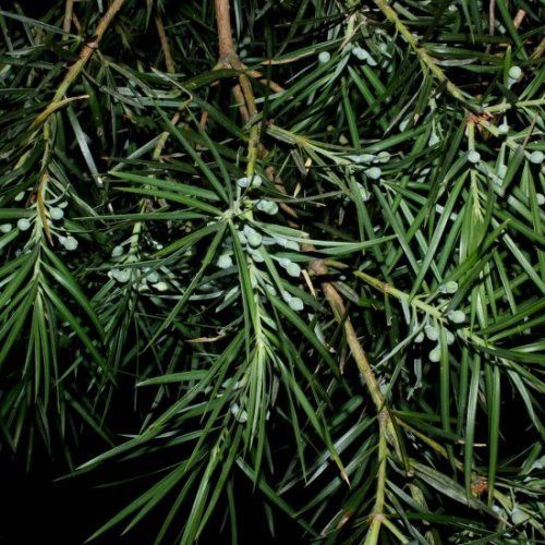 Podocarpus parlatorei, Yellowwood - Pb60