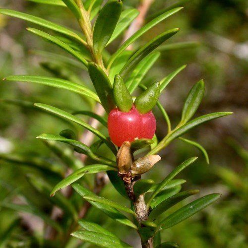 Podocarpus hallii, Halls Totara - Pb18