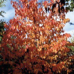 Prunus sargentii, Sargent's Cherry - Pb28