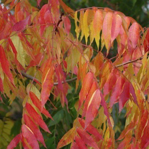 Pistacia chinensis, Chinese Pistache - Pb6.5 (30/50)