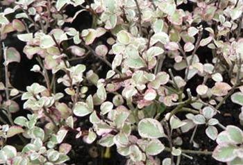 Pittosporum Silver Pillar - Pb6.5/Pb8 (50/80)