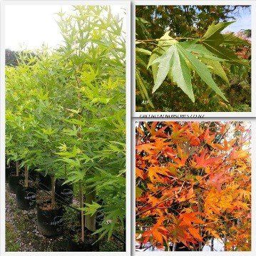 Platanus Autumn Glory - Pb18