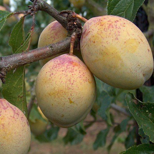 Plum Coe's Golden Drop - Pb18