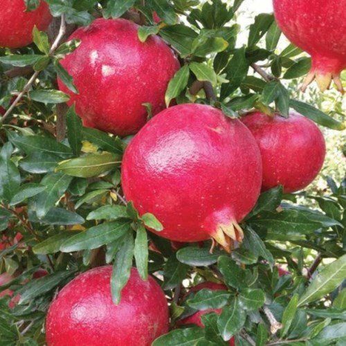 Pomegranate Wonderful - 2Ltr/3Ltr