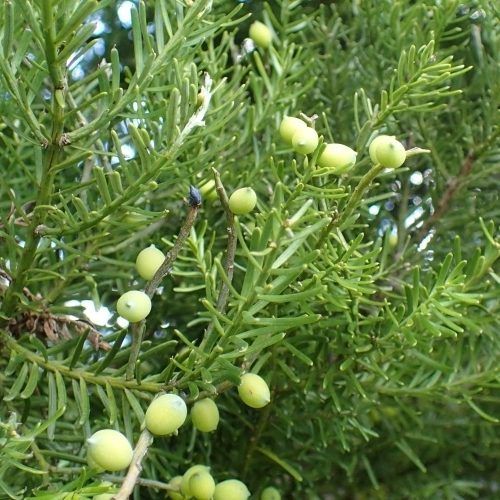 Prumnopitys taxifolia, Matai - Pb18