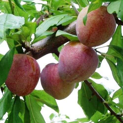 Plum Elephant Heart - Pb18