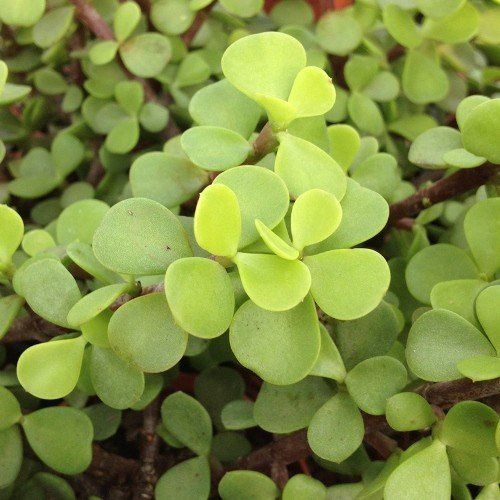 Portulacaria afra, Elephant Bush - Pb5