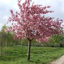 Prunus Kanzan STD 1.7M - 25Ltr/45Ltr (2.5m+)