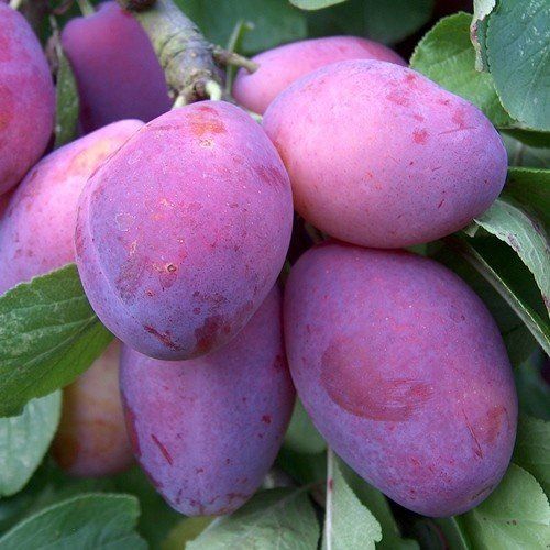 Prune Plum Ahipara - Pb18