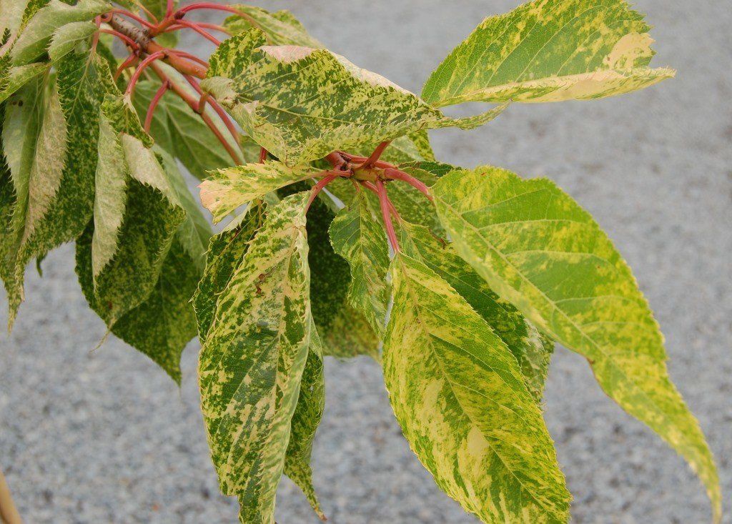 Prunus Aokautere Gold - Pb28