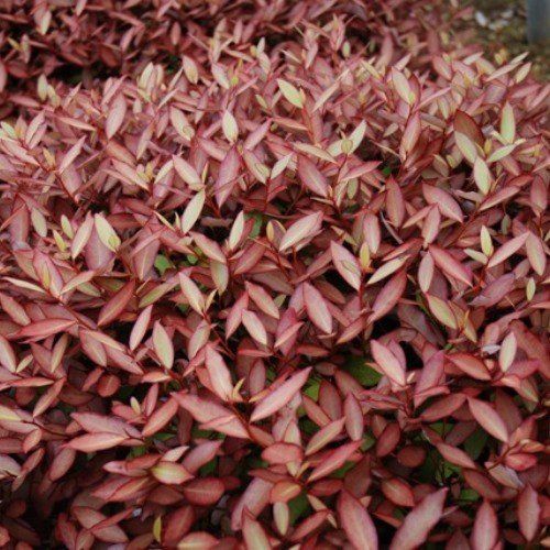 Pseudowintera c. Cherry Ripe - 1.25L (20/30)