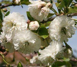Prunus Rhexii - Pb28