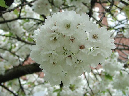 Prunus Shirotae (Mt Fuji) - Pb18