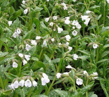 Pulmonaria Sissinghurst White, Lungwort - Pb6.5