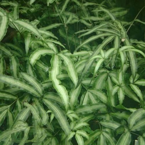 Pteris c. Variegated, Cretan Brake Fern - 1Ltr