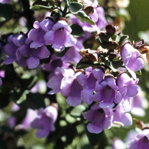 Prostanthera r. Edgintonii, Round-Leaf Mint Bush - Pb6.5