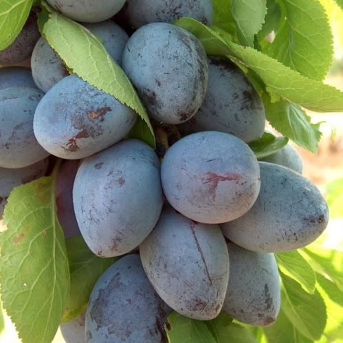 Prune Plum Cacak Fruitful - Pb18