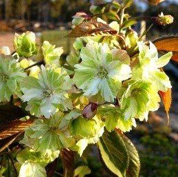 Prunus Ukon - Pb18