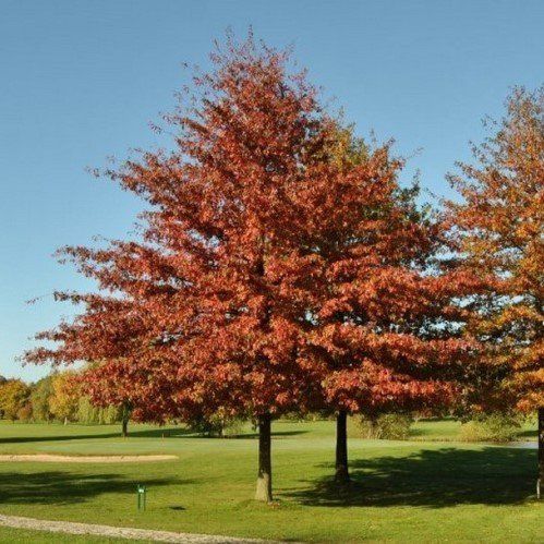 Quercus palustris, Pin Oak  - Pb28