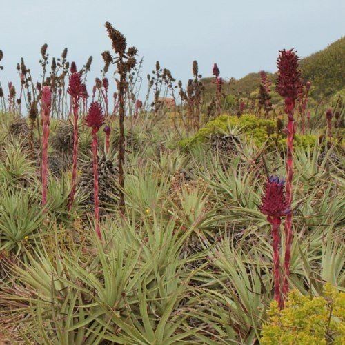 Puya venusta - Pb6.5