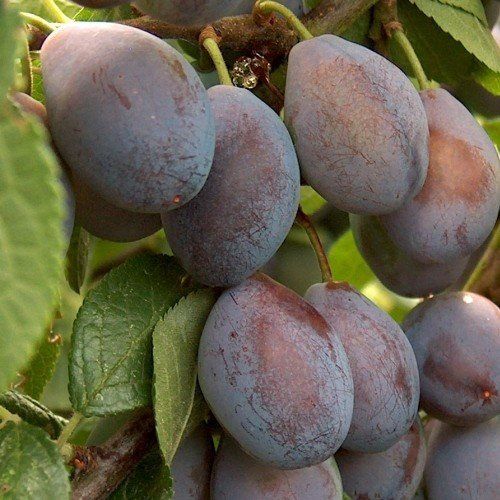 Prune Plum Cheviot - Pb18