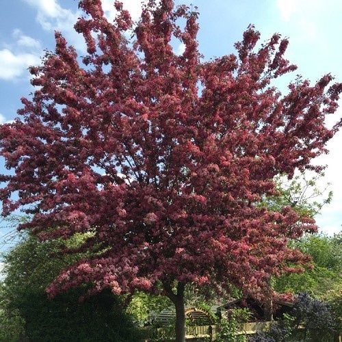 Prunus blireana, Purple-Leafed Plum - Pb18/Pb40 (150/250)