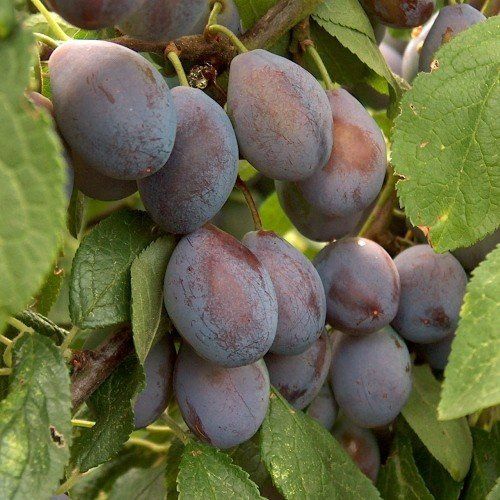 Prune Plum Costas Pick - Pb18