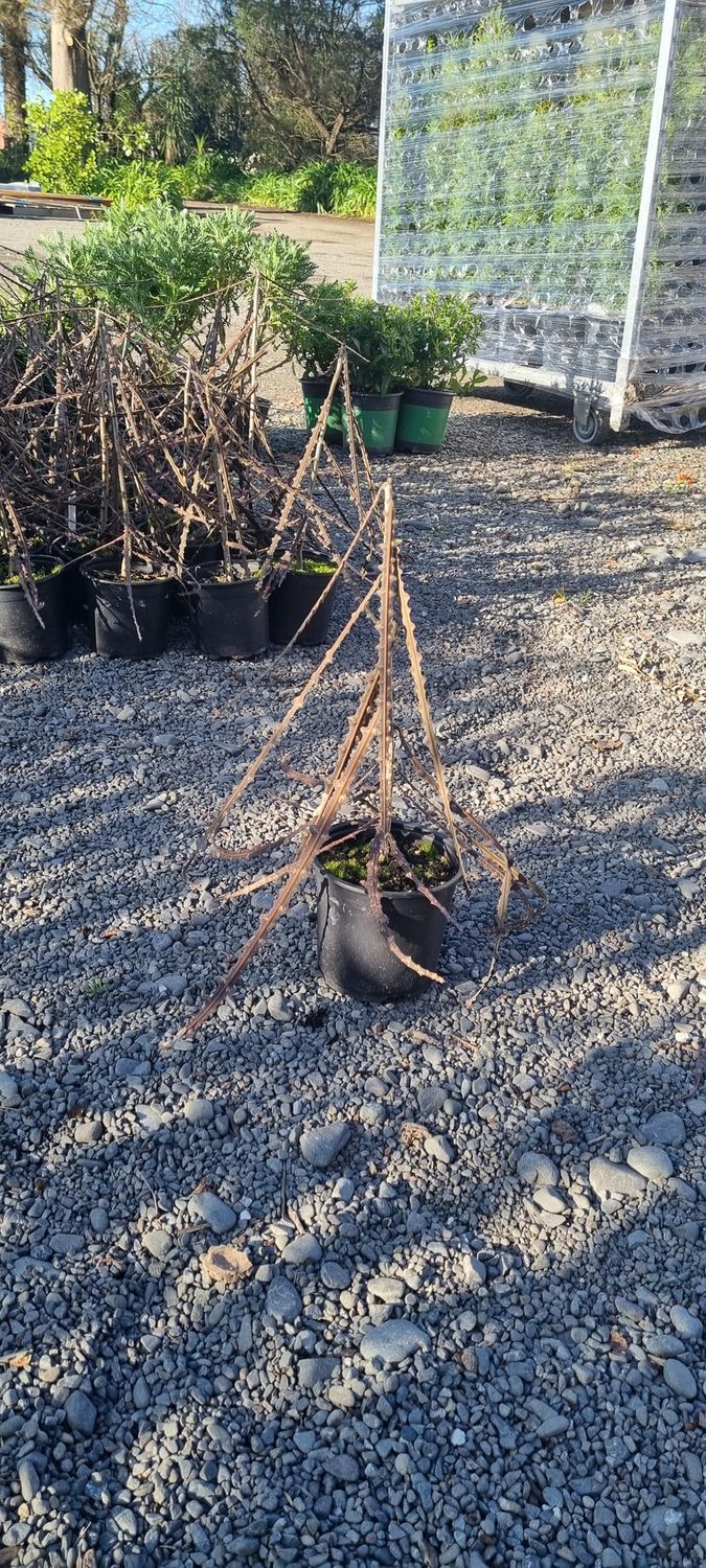 Pseudopanax ferox, Toothed Lancewood - Pb5