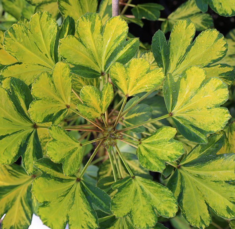 Pseudopanax Gecko Gold - Pb6.5