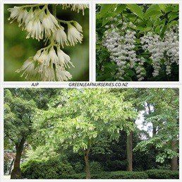 Pterostyrax hispida, Fragrant Epaulette Tree - Pb6.5