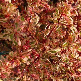 Pyracantha Harlequin, Firethorn - 1.5Ltr