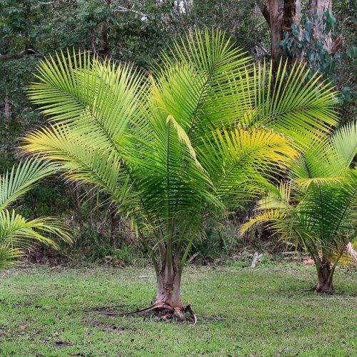 Ravenea rivularis - pb6.5