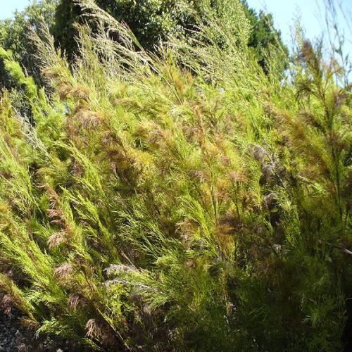 Restio quadratus - Pb5