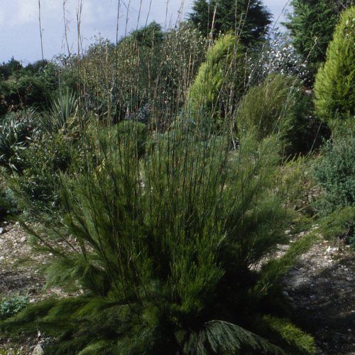 Rhodocoma gigantea, Elephant Reed - Pb6.5