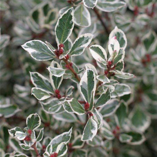 Rhamnus a. Argenteovariegata, Italian Buckthorn - Pb6.5