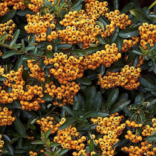 Pyracantha Shawnee, Firethorn - Pb6.5