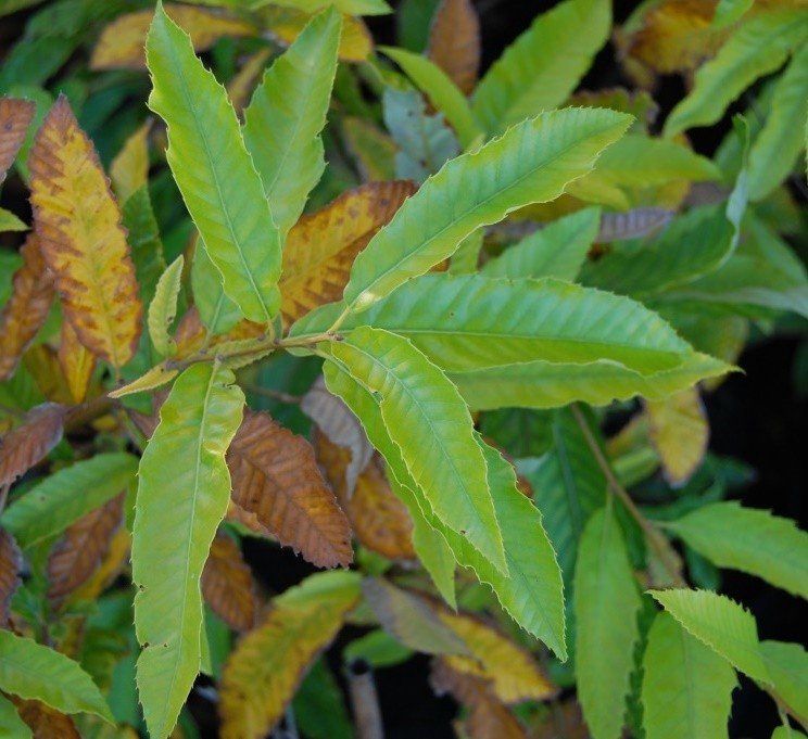 Quercus variabilis, Chinese Cork Oak  - Pb12