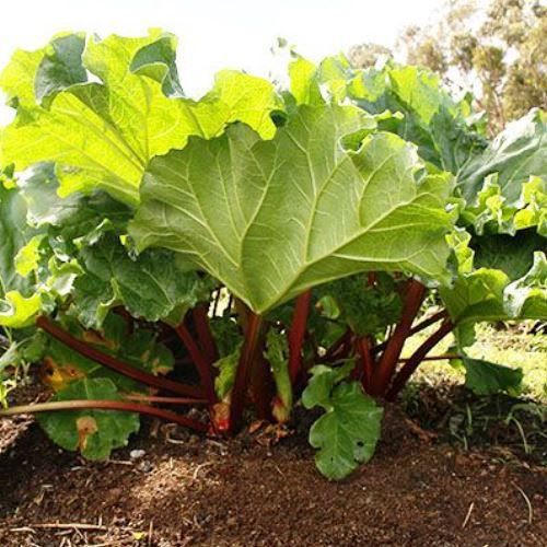 Rhubarb Glaskins Perpetual - Pot