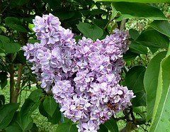 Syringa Alice Eastwood, Lilac - Pb12/Pb18