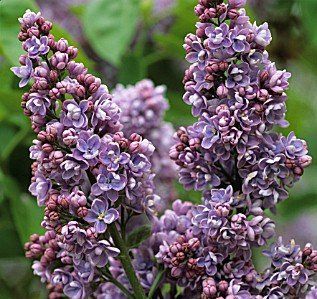 Syringa Condorcet, Lilac - Pb12/Pb18
